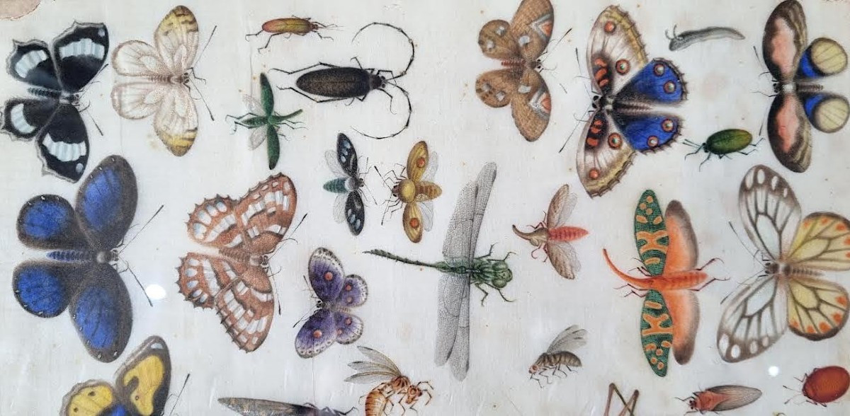 Insects, Butterflies And Beetles