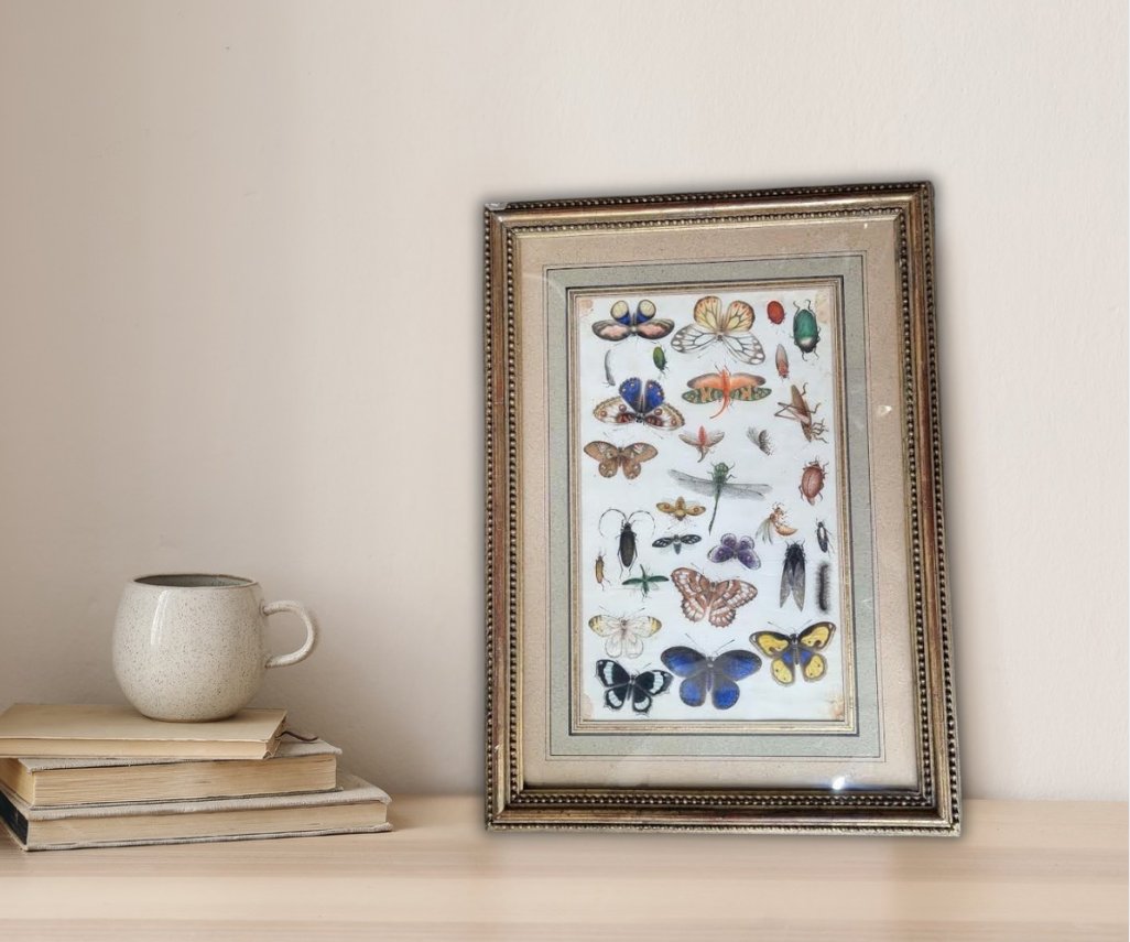 Insects, Butterflies And Beetles-photo-3