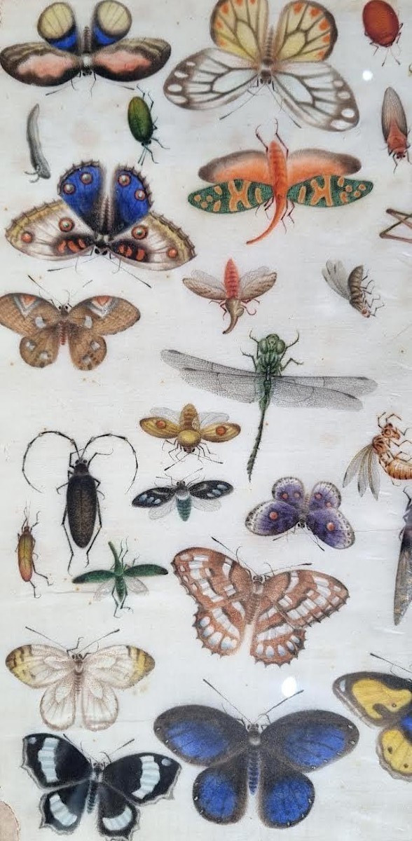 Insects, Butterflies And Beetles