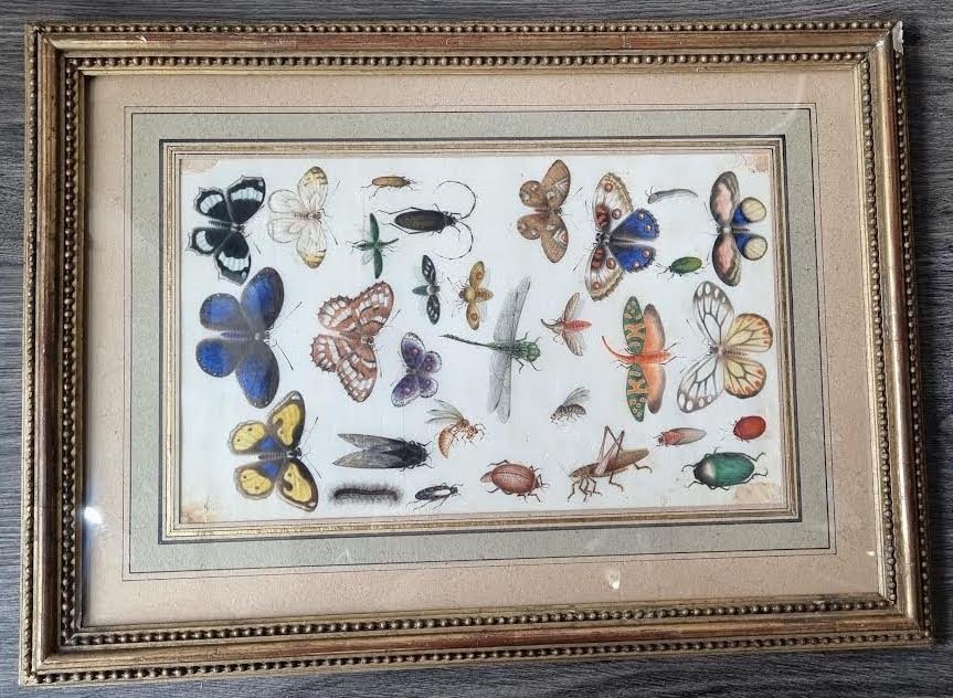 Insectes, papillons et coléoptères-photo-2
