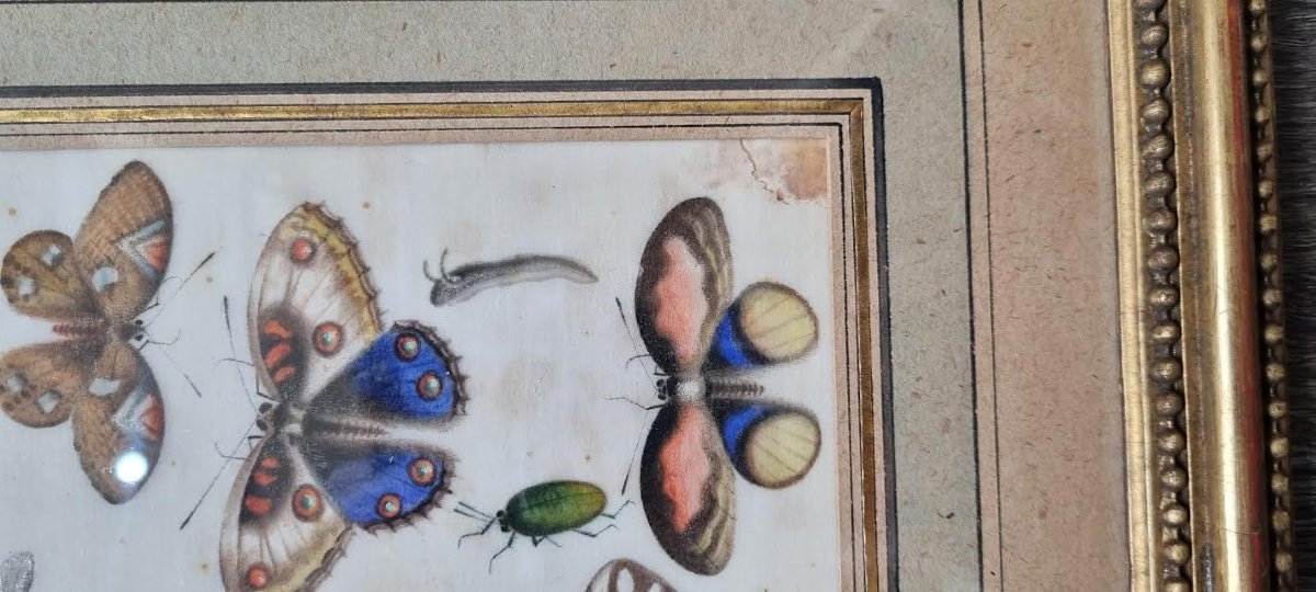 Insectes, papillons et coléoptères-photo-4