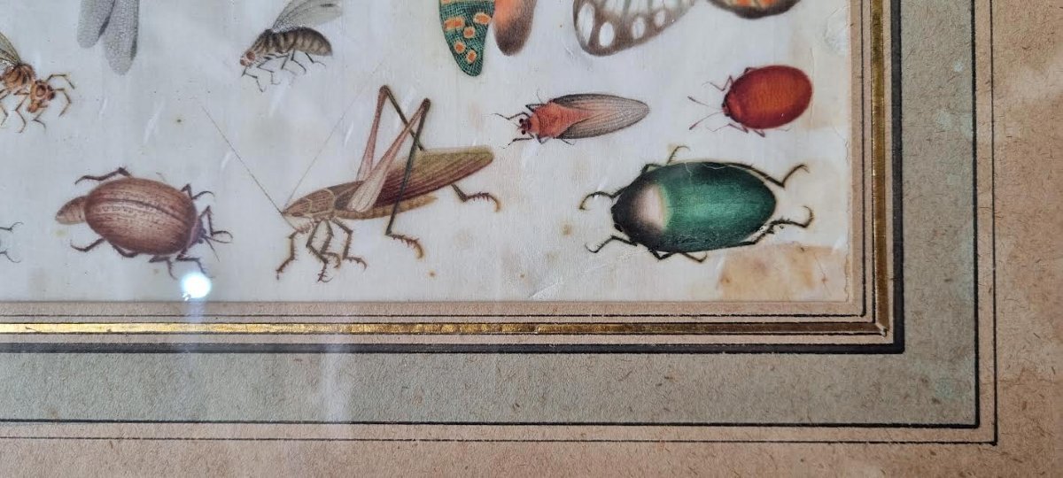 Insectes, papillons et coléoptères-photo-1