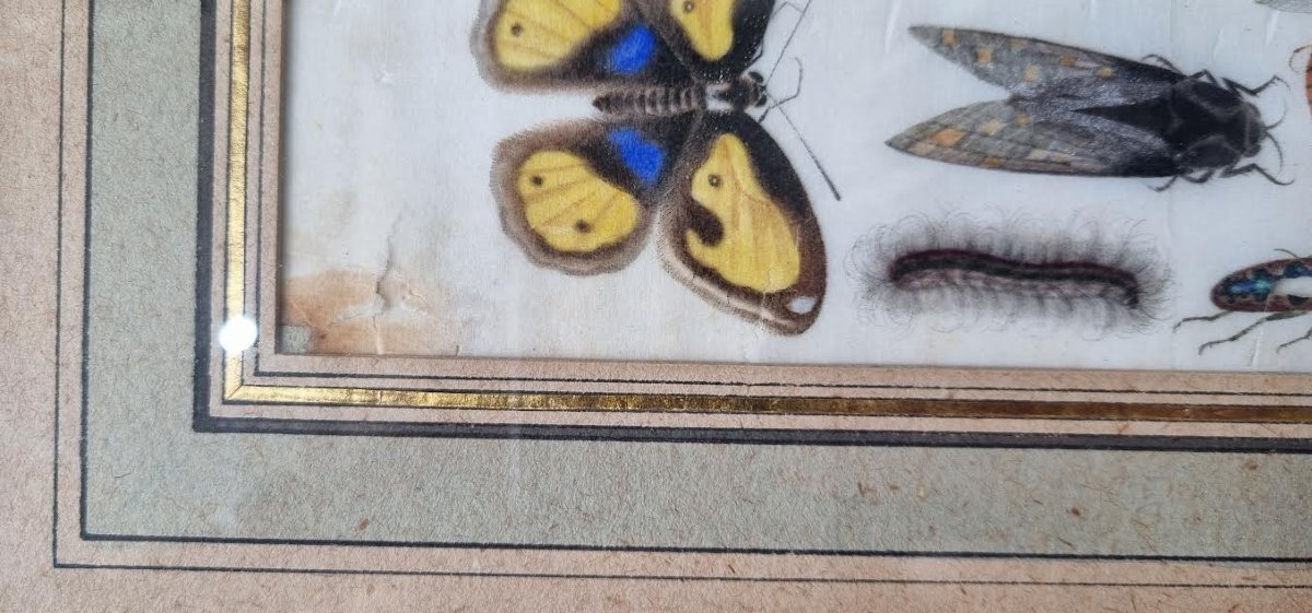 Insectes, papillons et coléoptères-photo-2