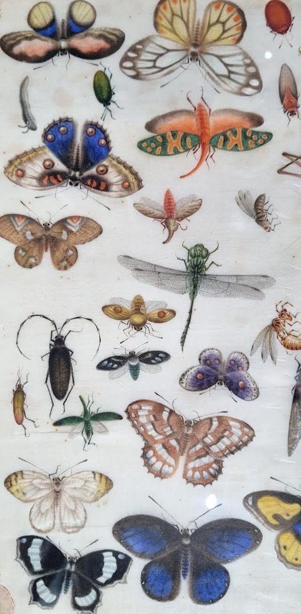 Insectes, papillons et coléoptères