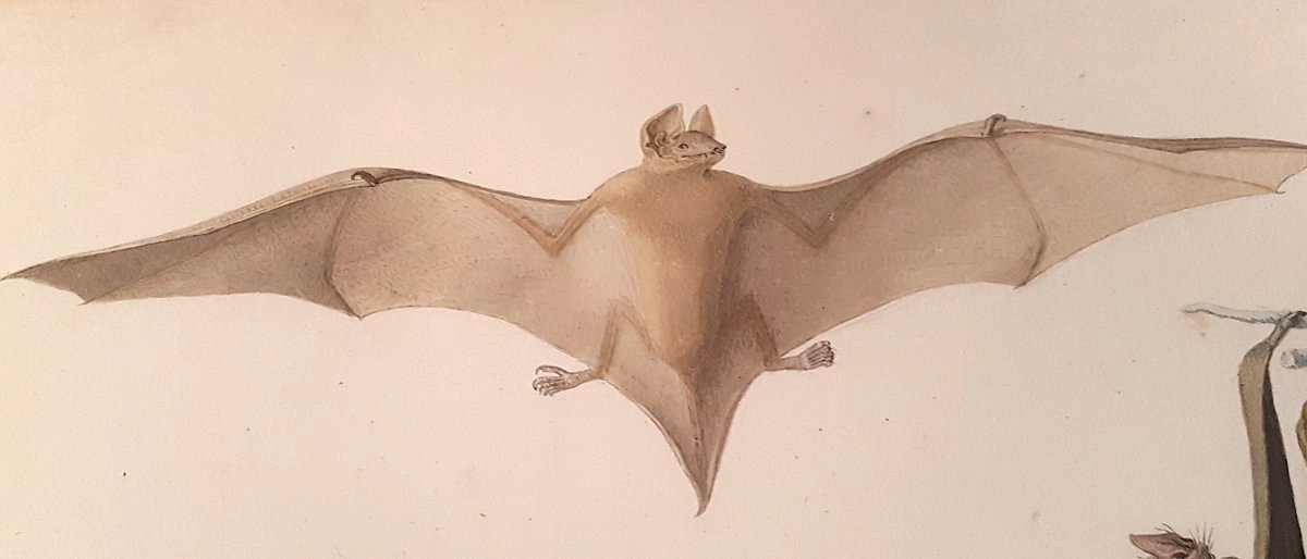 Studies Of Bats By Scheidel, 18th Century-photo-3
