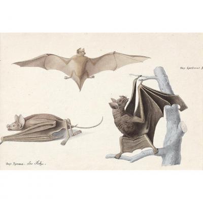 Chauves-souris De Scheidel, 18ème Siècle