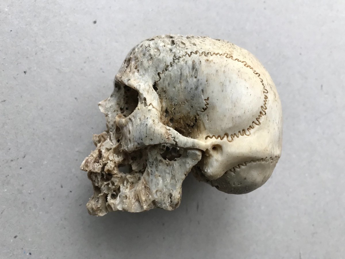 Sculpture De Tete De Mort En Os-photo-2