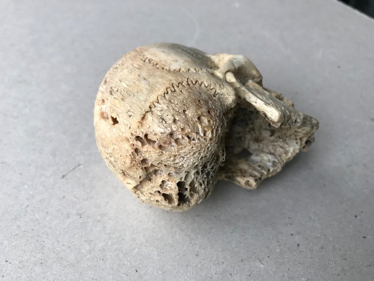 Sculpture De Tete De Mort En Os-photo-4