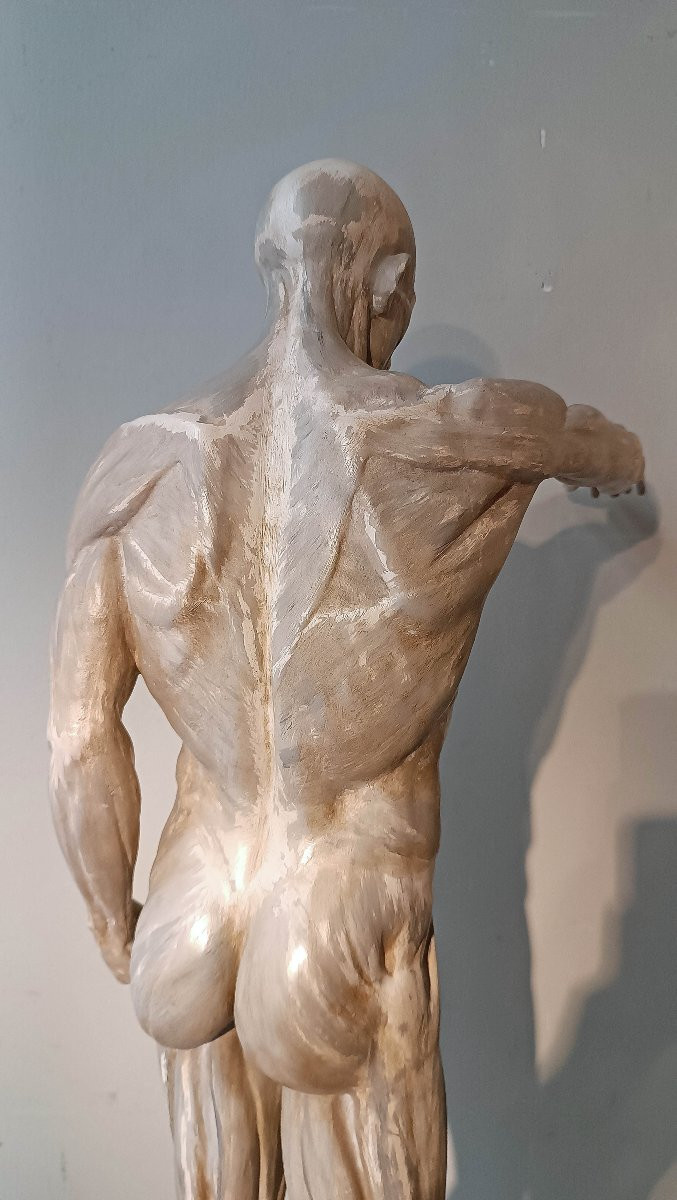19th Century Anatomical Model Sculpture -photo-4