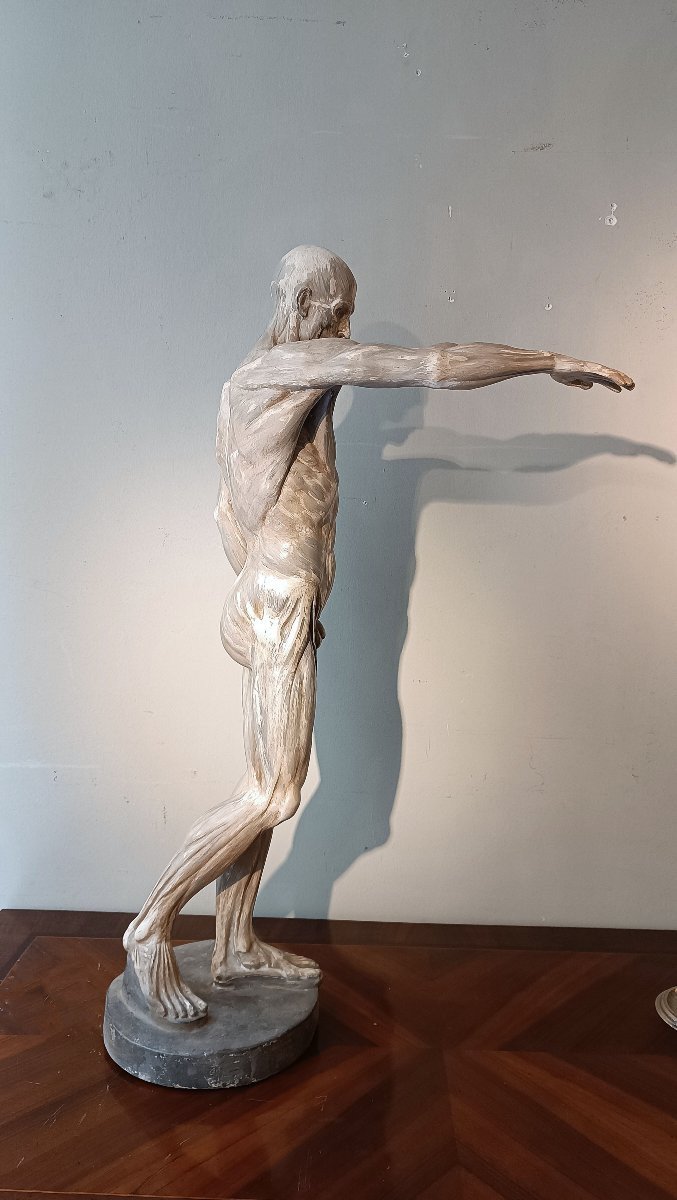 SCULPTURE MODÈLE ANATOMIQUE MUSCULAIRE DU 19ème SIÈCLE-photo-4