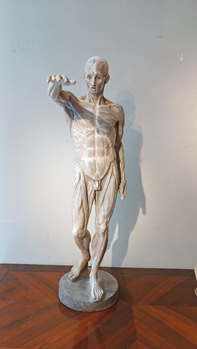 SCULPTURE MODÈLE ANATOMIQUE DU 19ème SIÈCLE-photo-2
