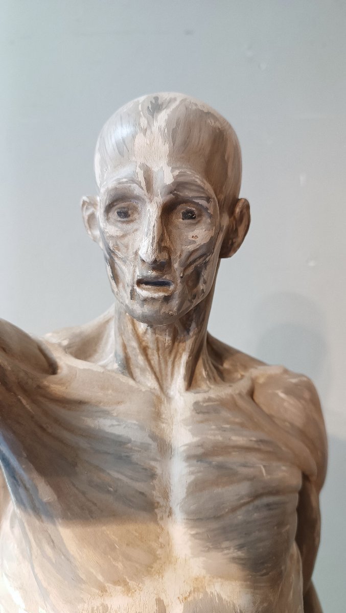 SCULPTURE MODÈLE ANATOMIQUE DU 19ème SIÈCLE-photo-1