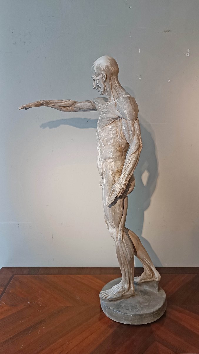 SCULPTURE MODÈLE ANATOMIQUE DU 19ème SIÈCLE-photo-7