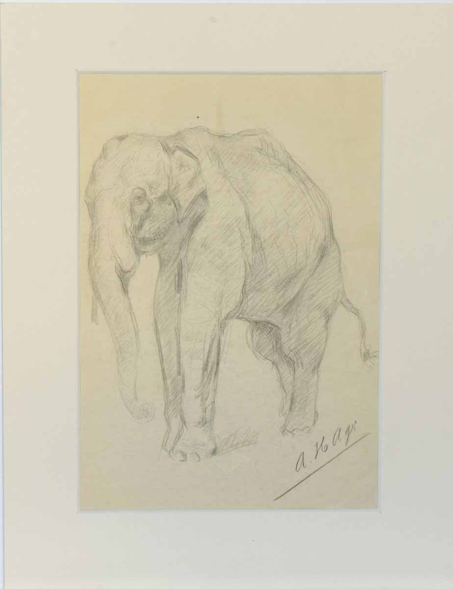 Albert Hager (1857–1940) – Study Of An Elephant, Signed Pencil Drawing-photo-2