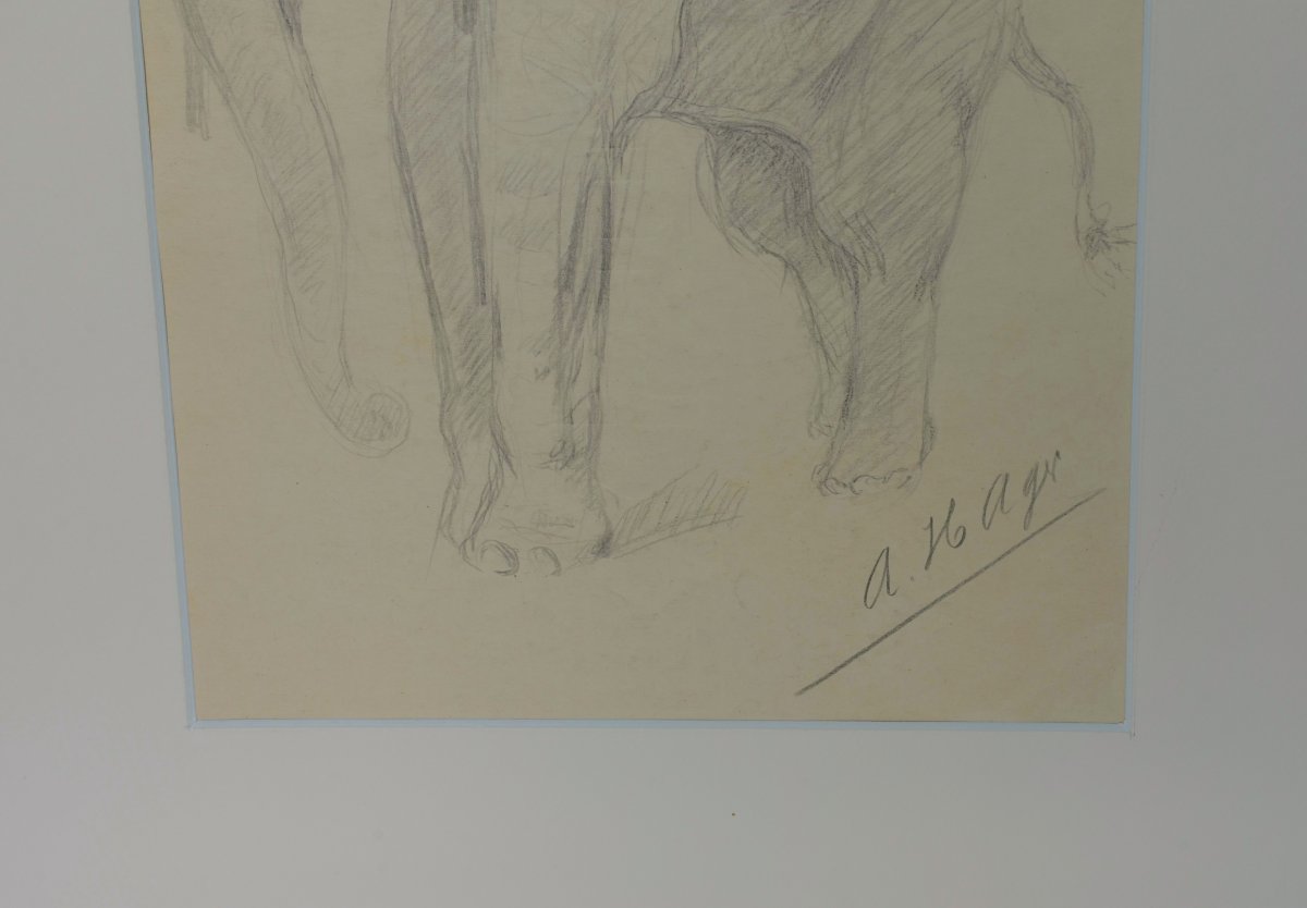 Albert Hager (1857–1940) – Study Of An Elephant, Signed Pencil Drawing-photo-3