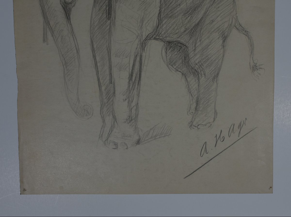 Albert Hager (1857–1940) – Study Of An Elephant, Signed Pencil Drawing-photo-3