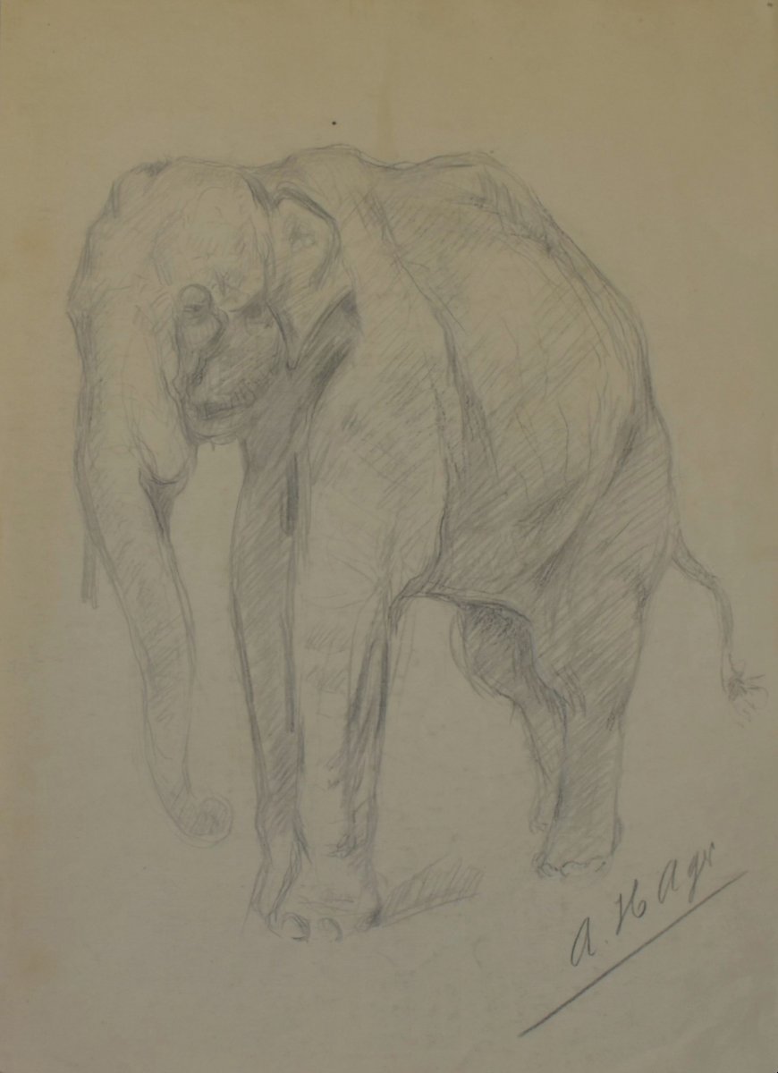 Albert Hager (1857–1940) – Study Of An Elephant, Signed Pencil Drawing