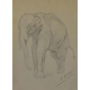 Albert Hager (1857–1940) – Study Of An Elephant, Signed Pencil Drawing