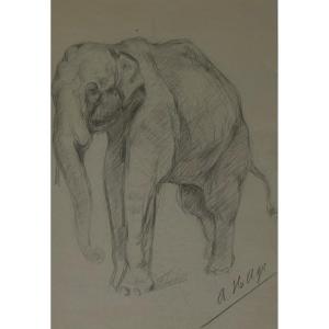 Albert Hager (1857-1940) – Étude d'éléphant, dessin au crayon signé