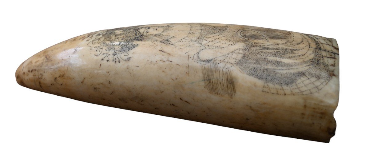 Belle Dent De Cachalot Scrimshaw, 19ème Siècle-photo-3