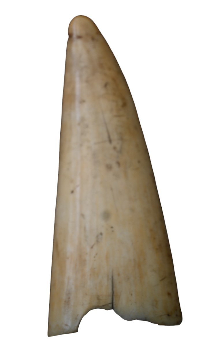 Belle Dent De Cachalot Scrimshaw, 19ème Siècle-photo-1