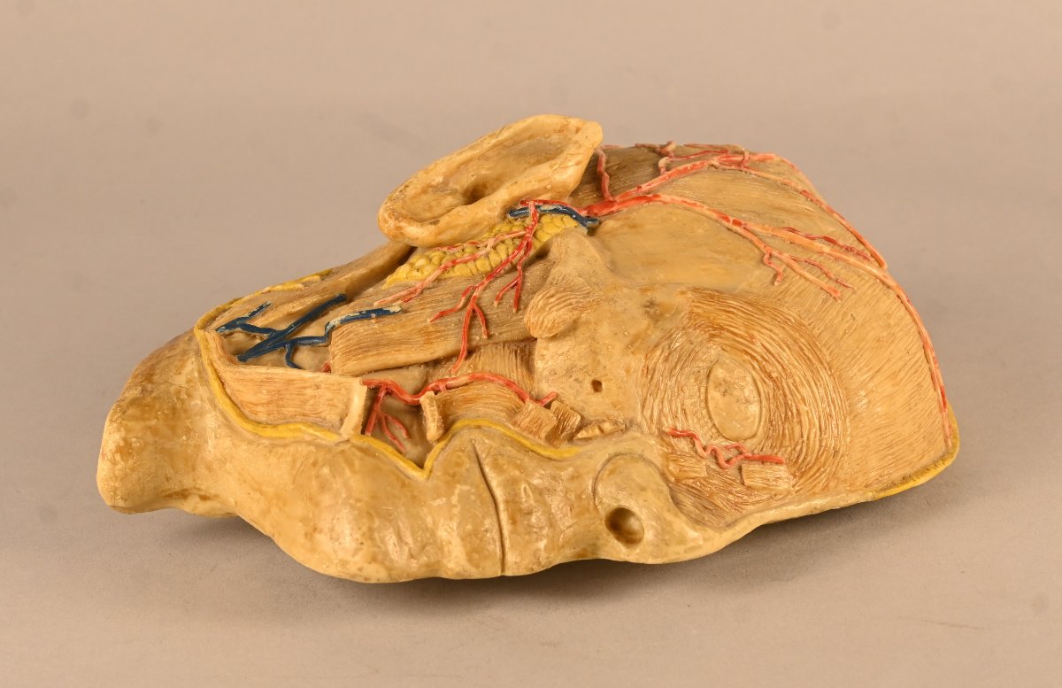 Didactic Anatomical Model Of A Human Half-head, In The Style Of Dr Auzoux-photo-2