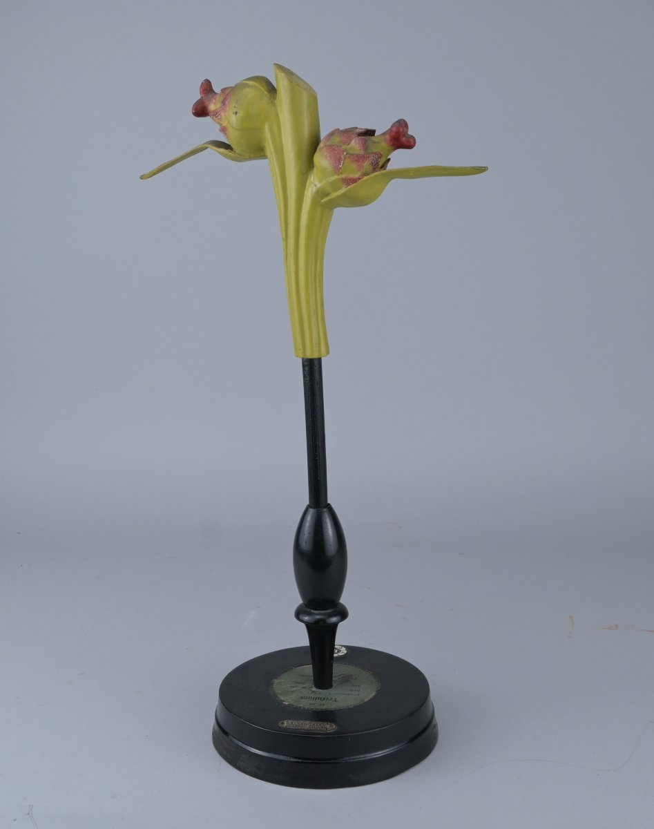 Brendel "trifolium" Educational Botanical Model, Circa 1900-photo-2