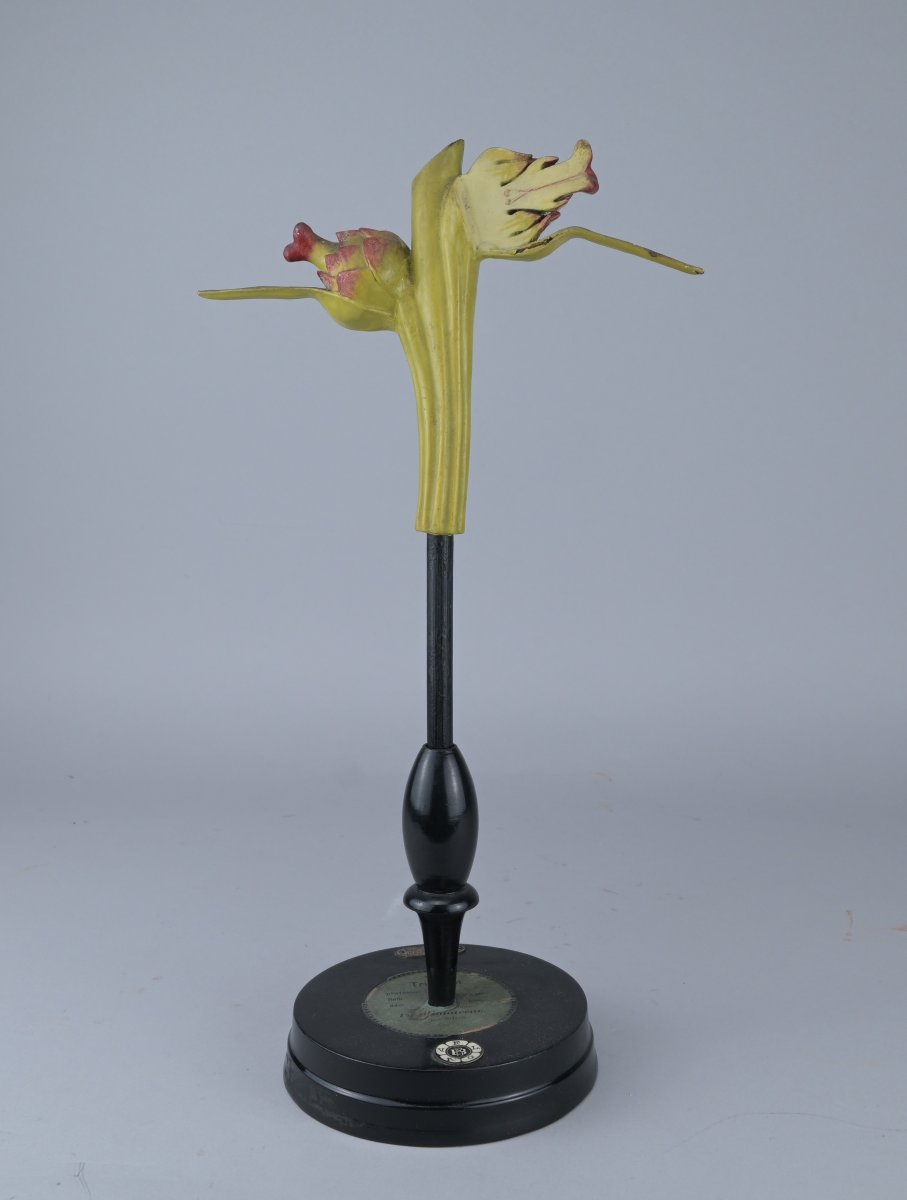 Brendel "trifolium" Educational Botanical Model, Circa 1900