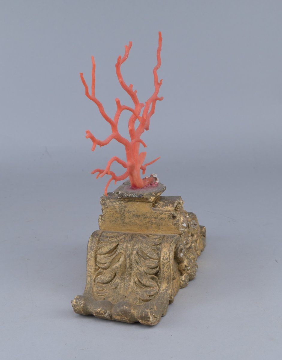Corail rouge de Méditerranée sur socle en bois-photo-2