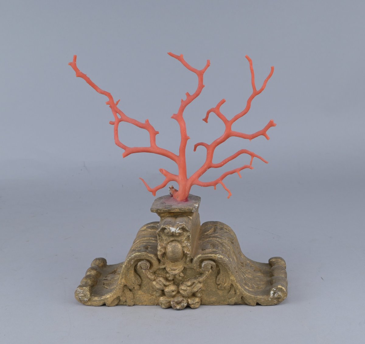 Corail rouge de Méditerranée sur socle en bois-photo-3
