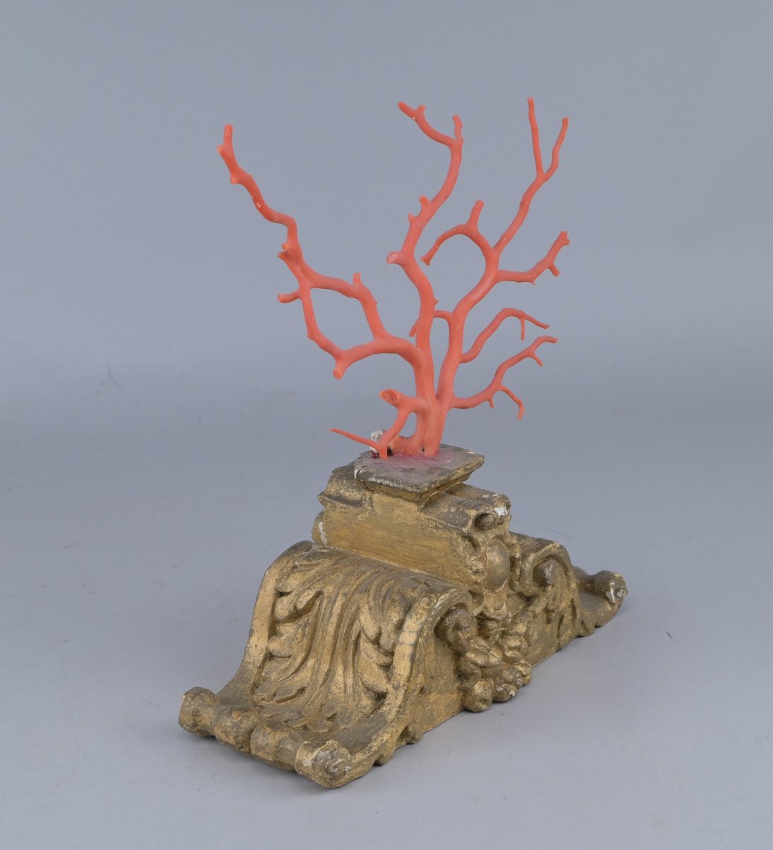 Corail rouge de Méditerranée sur socle en bois-photo-4