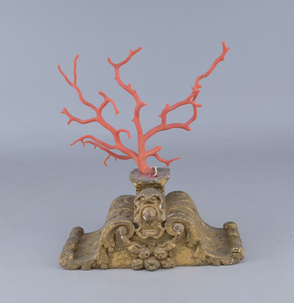 Corail rouge de Méditerranée sur socle en bois