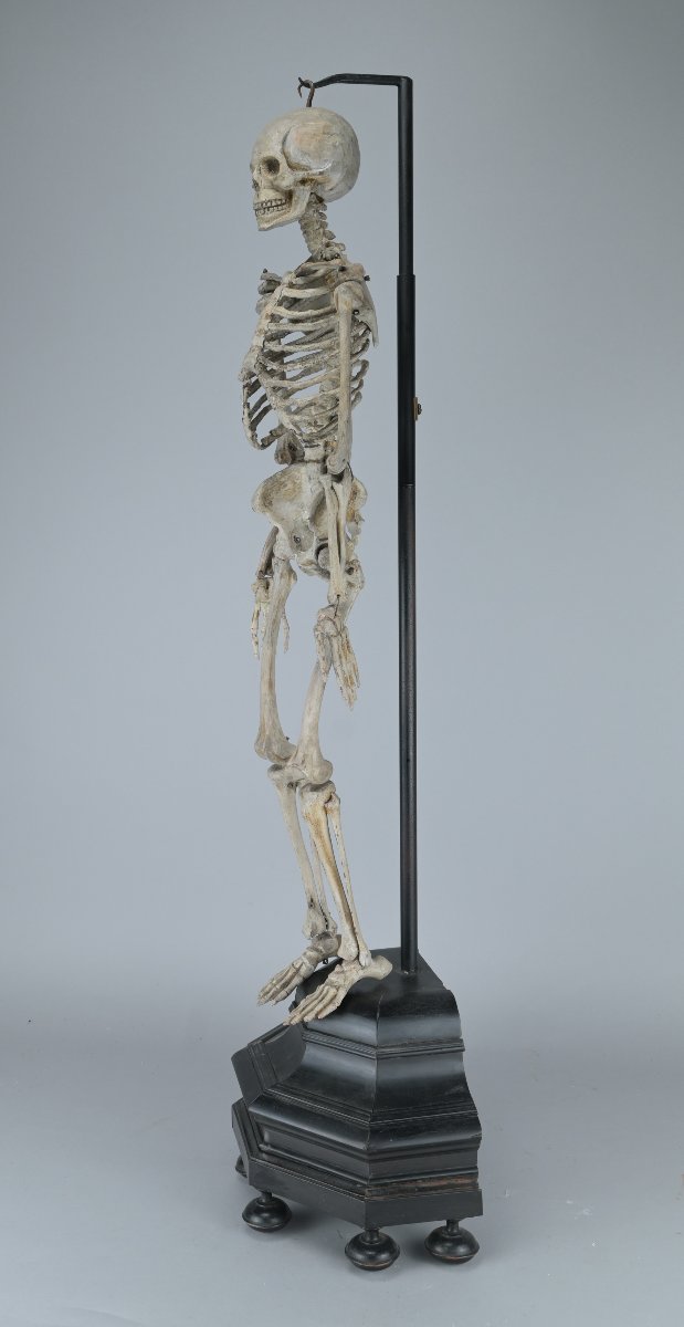 Squelette miniature (61 cm)  anatomique articulé en bois, XIXe siècle-photo-2