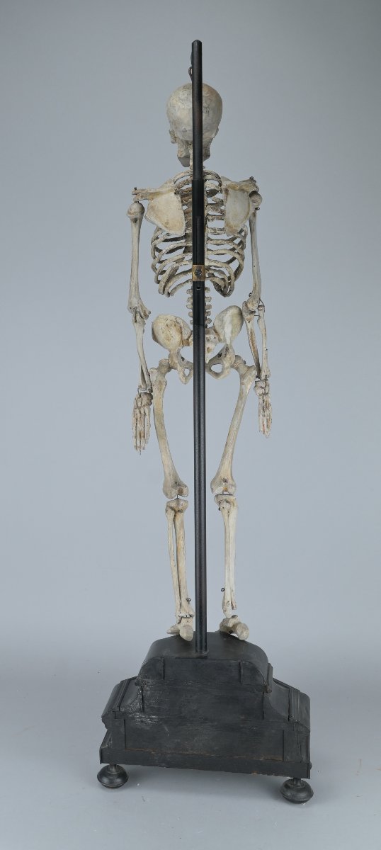 Squelette miniature (61 cm)  anatomique articulé en bois, XIXe siècle-photo-3