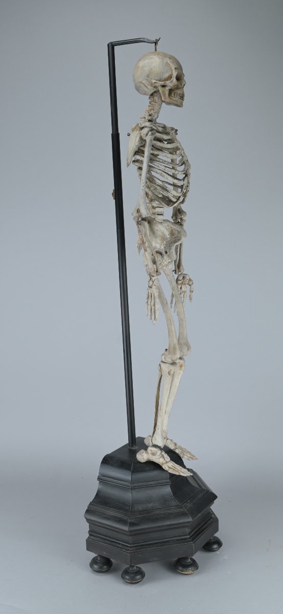 Squelette miniature (61 cm)  anatomique articulé en bois, XIXe siècle-photo-4