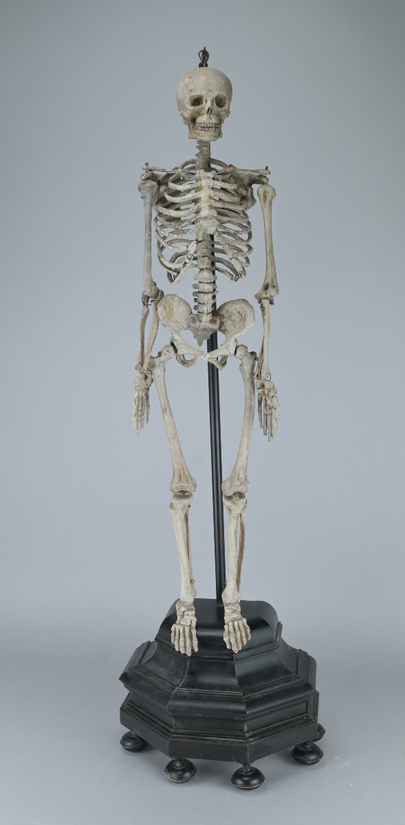 Squelette miniature (61 cm)  anatomique articulé en bois, XIXe siècle