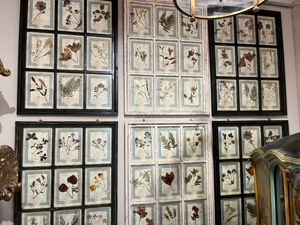 Rare Set Of 10  Herbarium Plates - Dated 1913 - Italy. Florence-photo-3