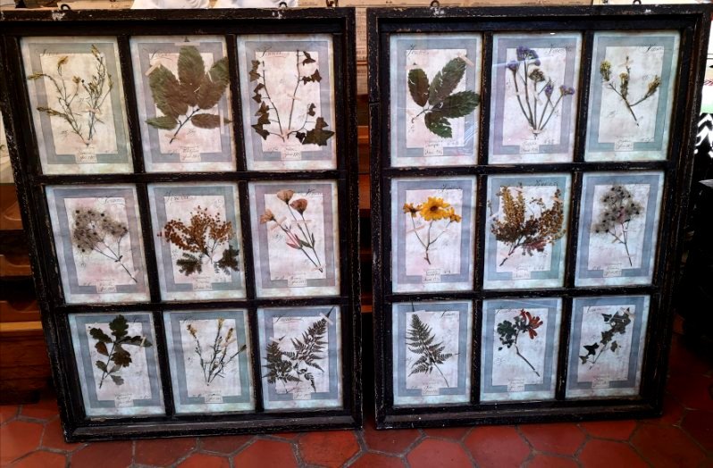 Rare Set Of 10  Herbarium Plates - Dated 1913 - Italy. Florence-photo-4