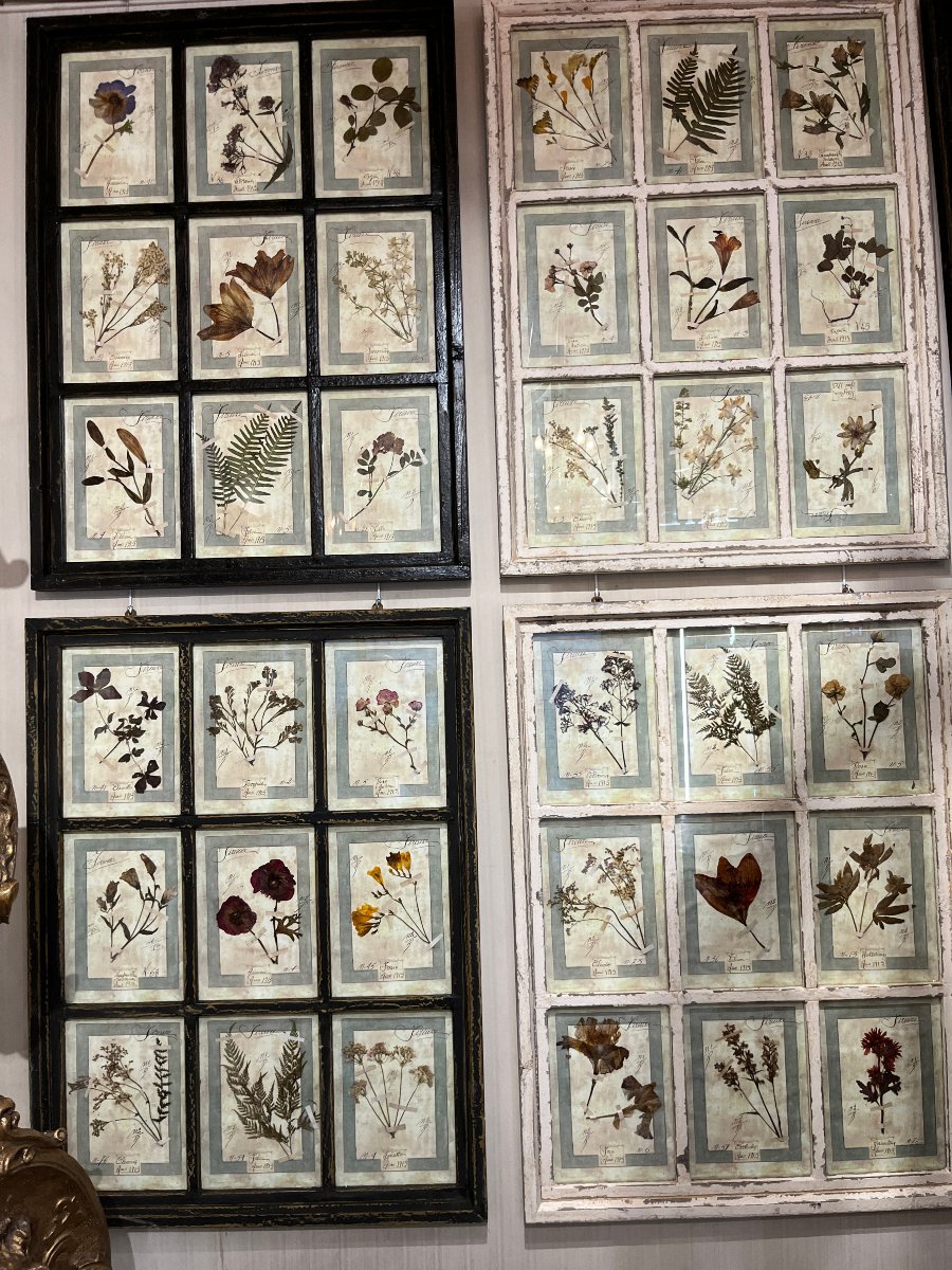 Rare Set Of 10  Herbarium Plates - Dated 1913 - Italy. Florence-photo-2