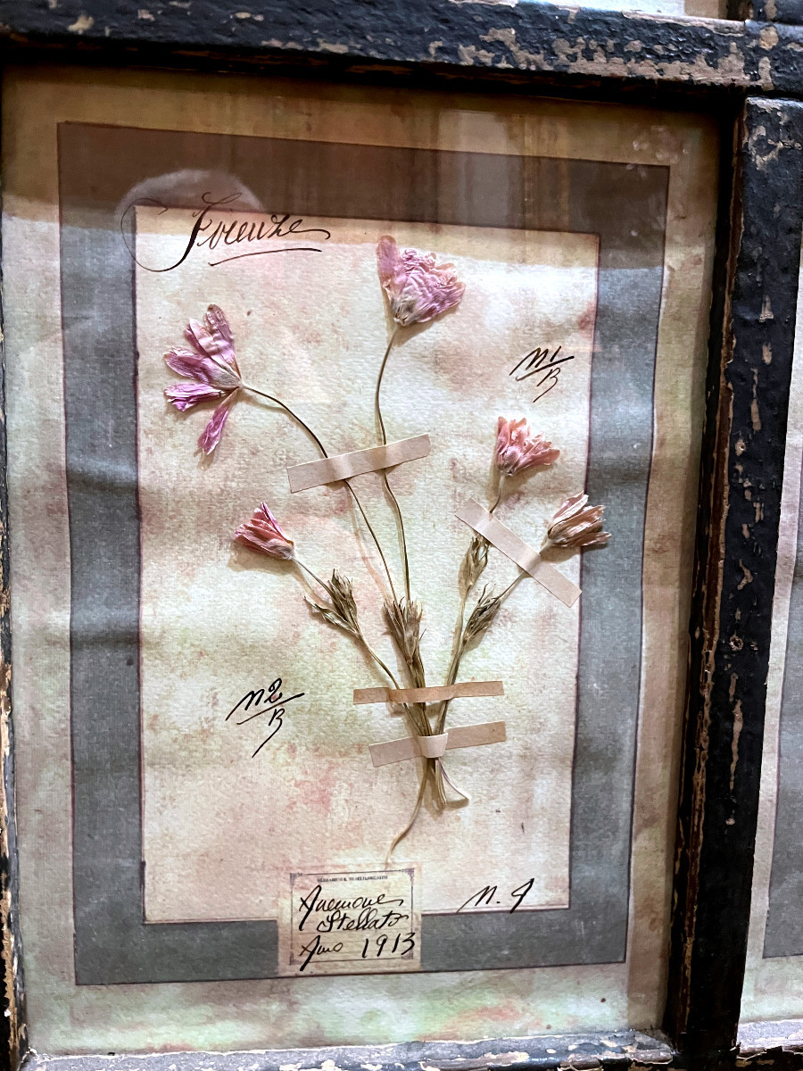 Rare Suite de 10  Planches d' Herbier -Daté 1913 - Italie. Firenze-photo-3