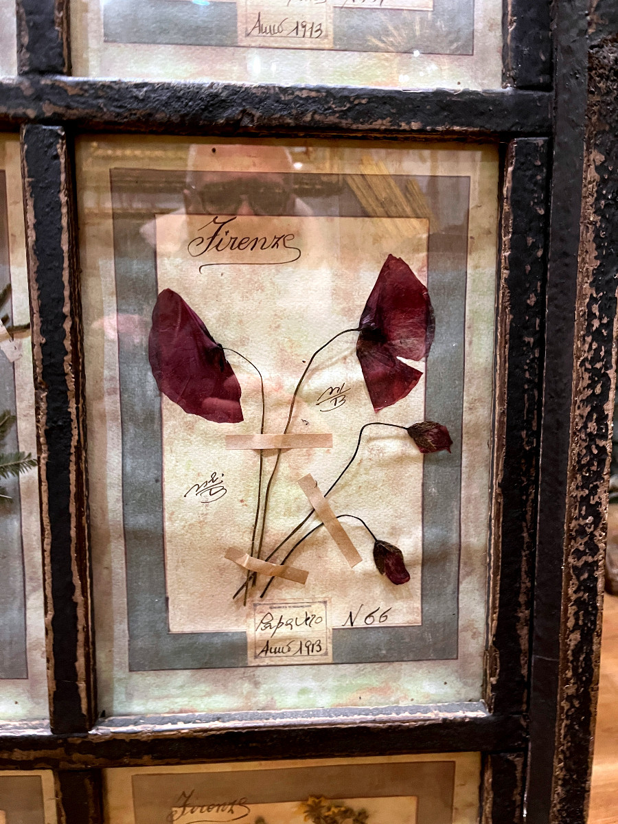 Rare Suite de 10  Planches d' Herbier -Daté 1913 - Italie. Firenze-photo-2