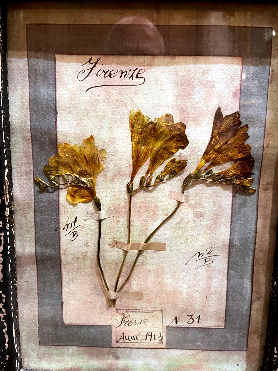 Rare Suite de 10  Planches d' Herbier -Daté 1913 - Italie. Firenze-photo-4