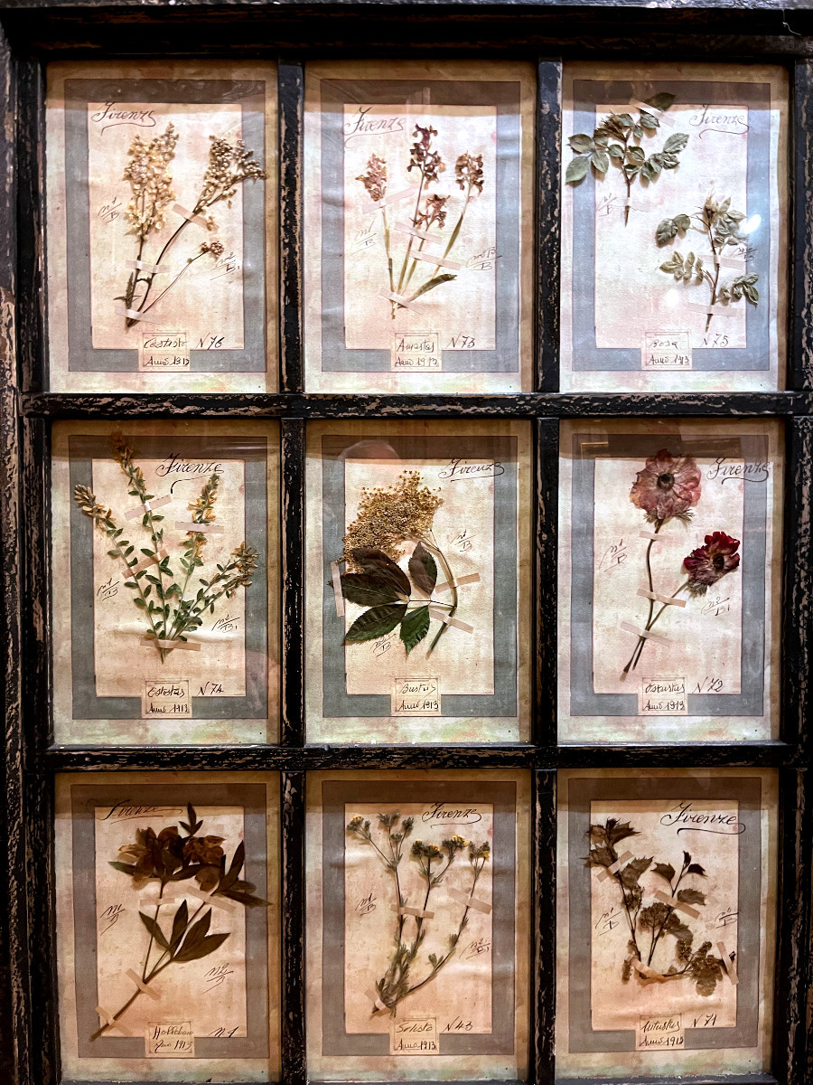 Rare Set Of 10  Herbarium Plates - Dated 1913 - Italy. Florence-photo-1