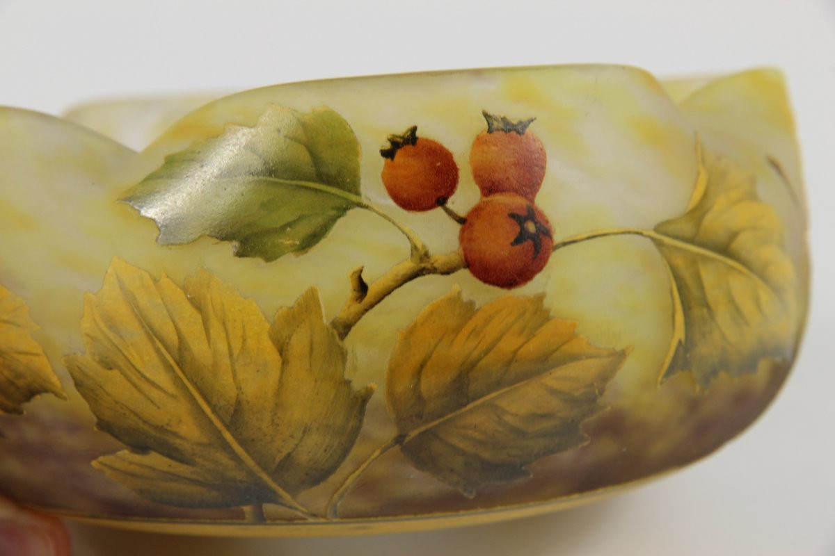 Coupe Daum Nancy (aubépine)-photo-8