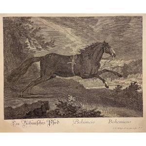 Johann Elias Ridinger (1698-1767) - Bohemian Horse - Circa 1750/60