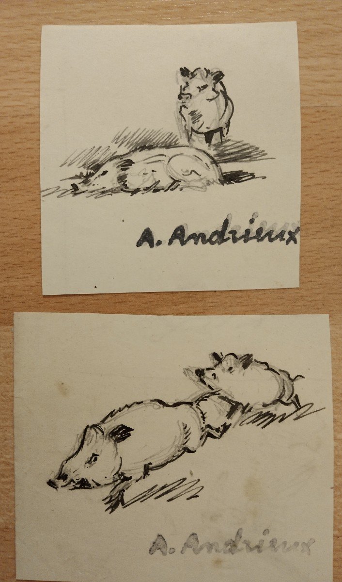 LOT de 10 Dessins de "SANGLIERS" par Alfred ANDRIEUX -photo-3