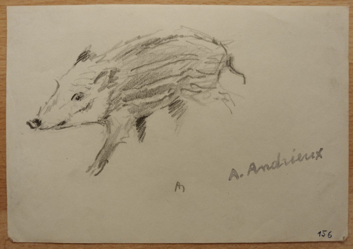 LOT de 10 Dessins de "SANGLIERS" par Alfred ANDRIEUX -photo-3