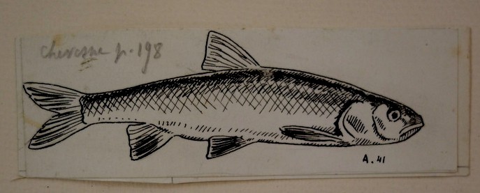 Set Of 7 "fish" Drawings By Alfred Andrieux ...1930-photo-1