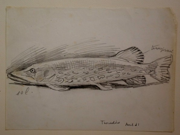 Lot de 7 Dessins "BROCHETS " par Alfred ANDRIEUX -photo-4