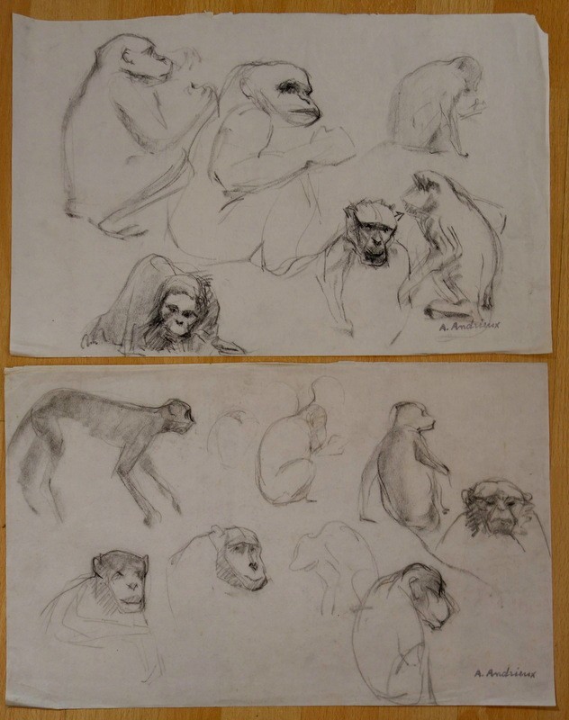 "ETUDES de SINGE " par Alfred ANDRIEUX vers 1930